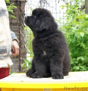 Превью фото № 125962