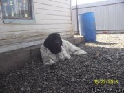 Превью фото № 125971