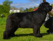 Превью фото № 125997