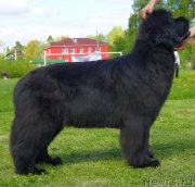 Превью фото № 125999