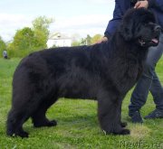 Превью фото № 126000