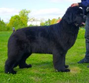 Превью фото № 126002