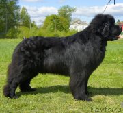 Превью фото № 126005