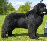 Превью фото № 126006