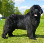 Превью фото № 126007