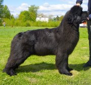 Превью фото № 126009