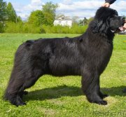 Превью фото № 126010