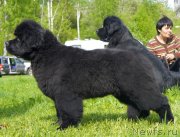 Превью фото № 126016