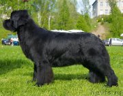 Превью фото № 126020