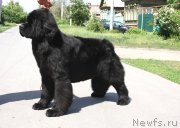 Превью фото № 126055