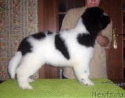 Превью фото № 126079