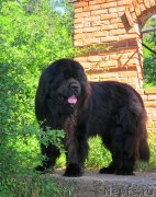 Превью фото № 126103