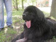 Превью фото № 126104