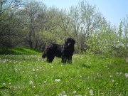 Превью фото № 126108