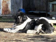 Превью фото № 126148