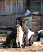 Превью фото № 126149