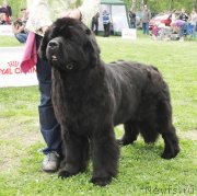 Превью фото № 126186