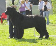 Превью фото № 126223