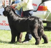 Превью фото № 126230
