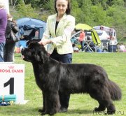 Превью фото № 126241