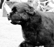 Превью фото № 126248