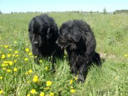 Превью фото № 126326