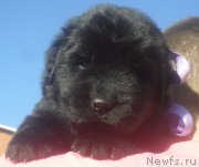 Превью фото № 126349