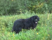 Превью фото № 126371