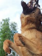 Превью фото № 126386