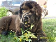 Превью фото № 126490