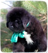 Превью фото № 126500