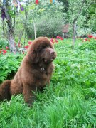 Превью фото № 126509