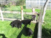 Превью фото № 126520