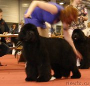 Превью фото № 126525