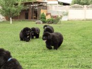 Превью фото № 126586