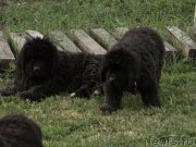 Превью фото № 126587