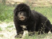 Превью фото № 126589