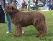 Превью фото № 126636