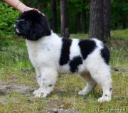 Превью фото № 126655