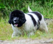 Превью фото № 126664