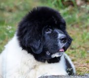 Превью фото № 126666