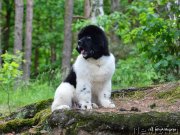 Превью фото № 126667