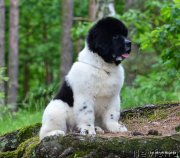 Превью фото № 126668