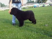 Превью фото № 126733