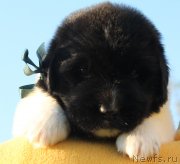 Превью фото № 126802