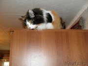 Превью фото № 126814