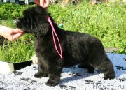 Превью фото № 126815