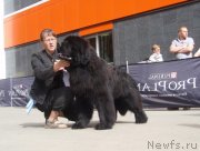 Превью фото № 126831