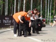 Превью фото № 126841