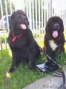 Превью фото № 126844